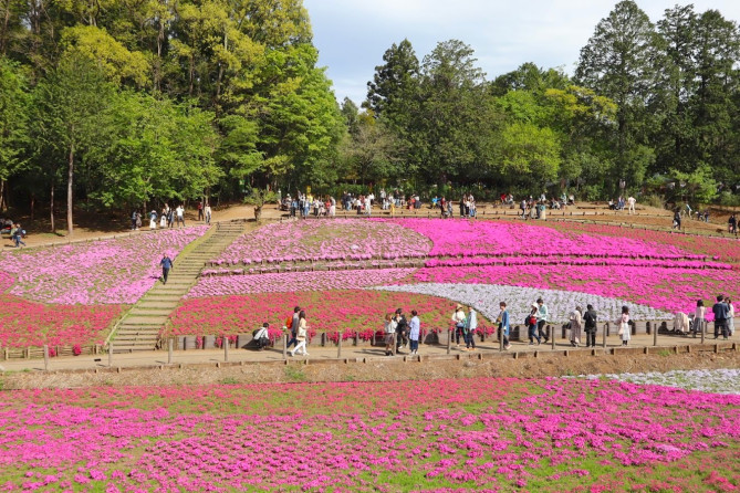 秩父の芝桜まつり、見頃時期