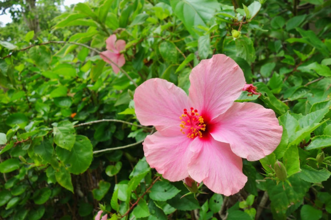 グアムのハイビスカス