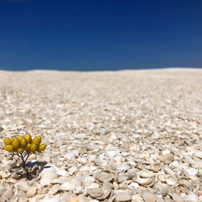 シャーク湾の保護区の中にあるシェルビーチ