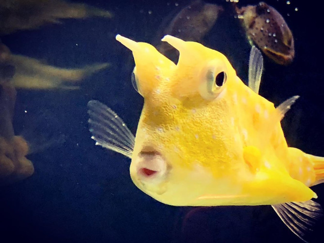 アンダーウォーターワールド：お魚