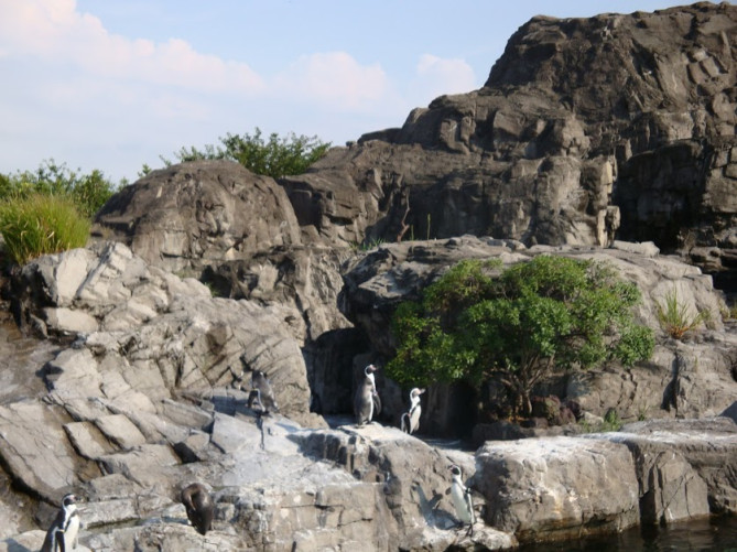 葛西臨海水族園のペンギン
