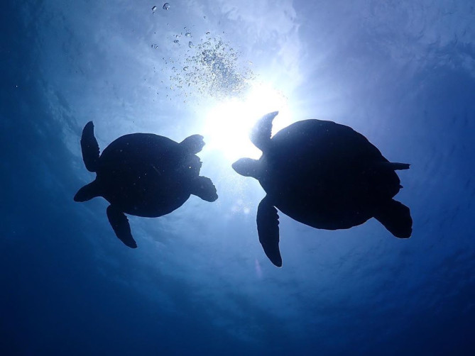 モアルボアル：ウミガメ