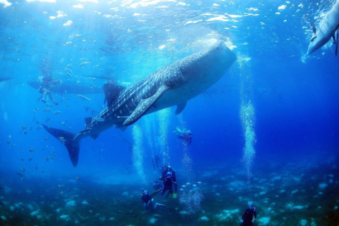 オスロブ：ジンベイザメウォッチング