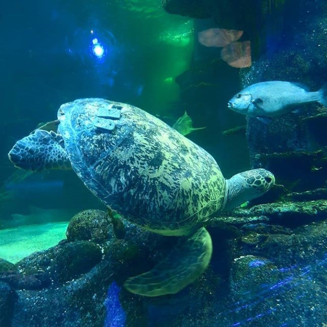 シーライフシドニー水族館