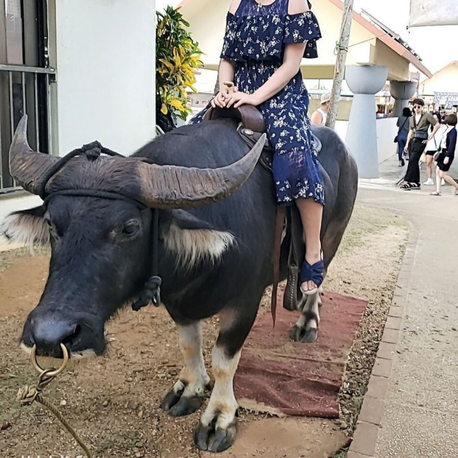 水牛乗り体験