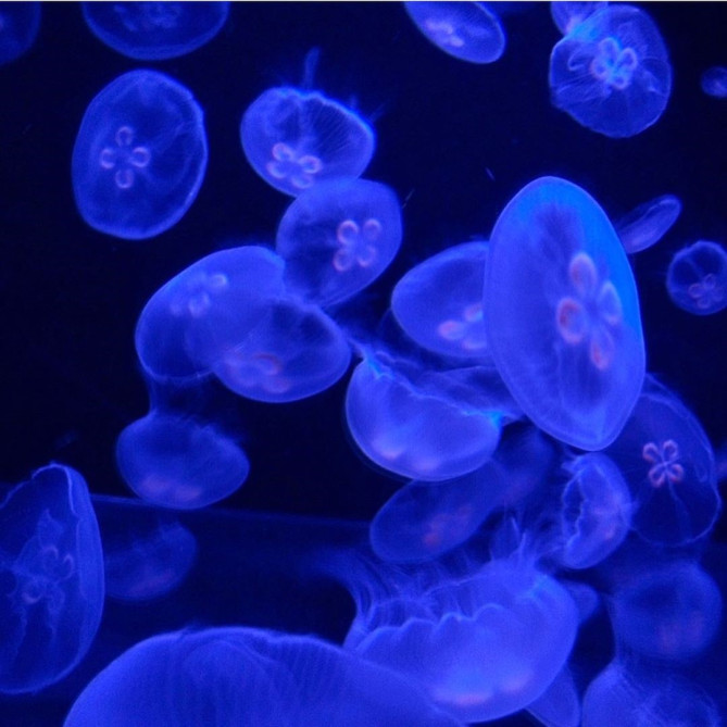 すみだ水族館のくらげ