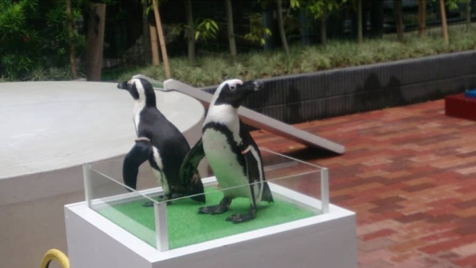 アクアパーク品川　ペンギン