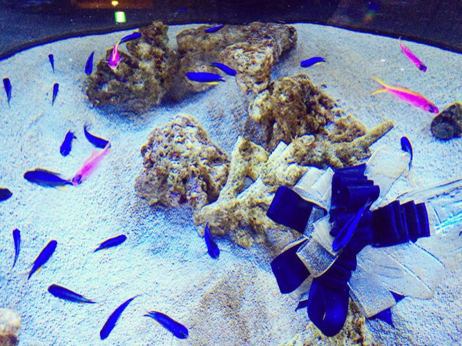 コーラルカフェバー　水槽