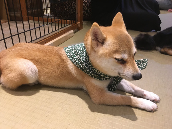 豆柴カフェ原宿　柴犬