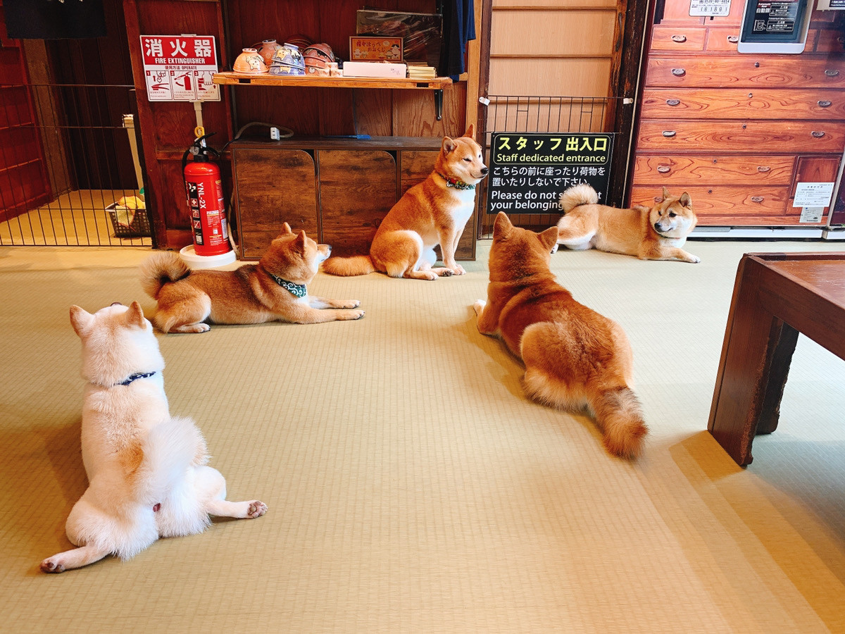 豆柴カフェ ミルミ mirumi お出かけ・旅行メディア