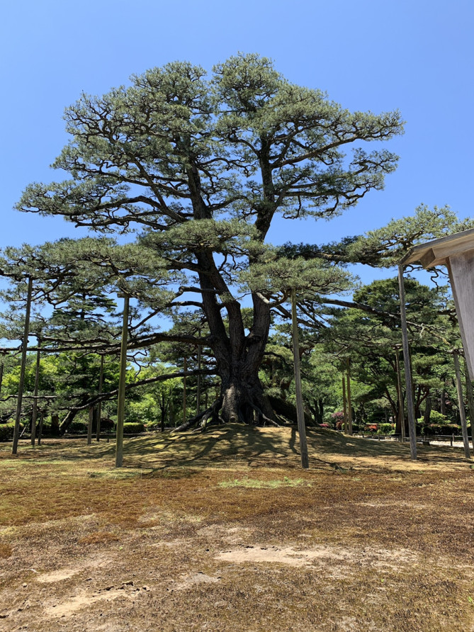 根上松