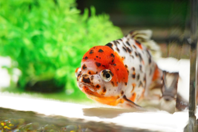 アートアクアリウム美術館 GINZA：滞在時間はどのくらい？