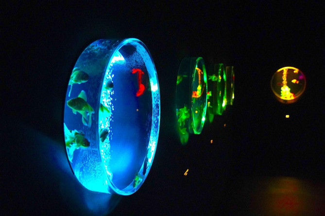 アートアクアリウム美術館 GINZA：金魚蒐集