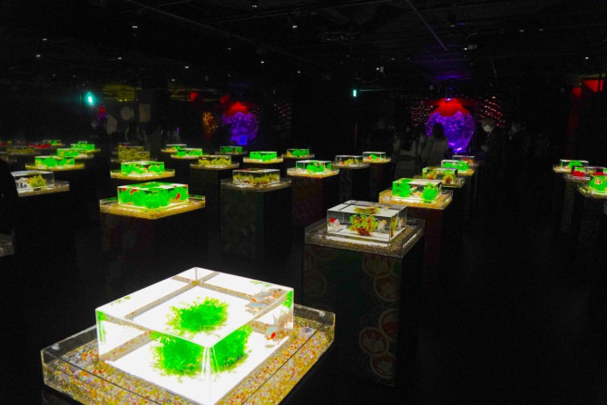 アートアクアリウム美術館 GINZA：新金魚品評