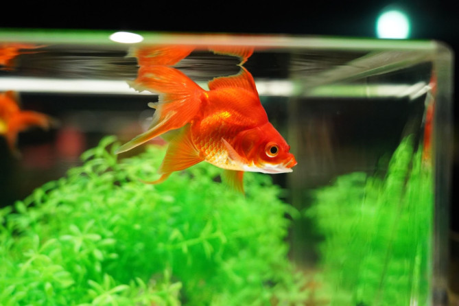 アートアクアリウム美術館 GINZAへ無数の金魚に会いに行こう！