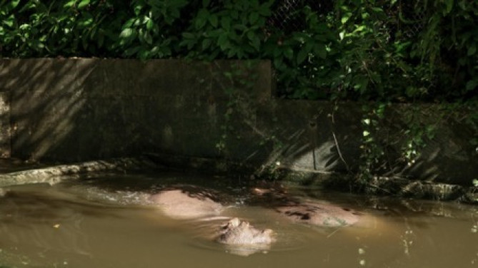 カバの池/「沖縄こどもの国」