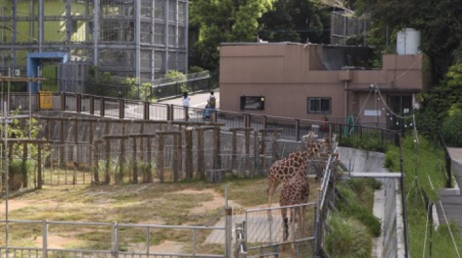 キリン/「沖縄こどもの国」