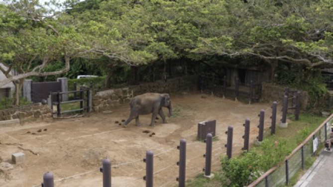 インドゾウ/「沖縄こどもの国」