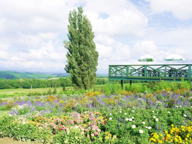 ケンとメリーの木