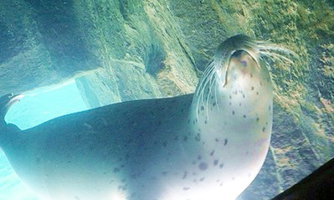 北海道 おすすめ水族館5選を比較 インスタ映えする水族館や クリオネが見られる水族館も