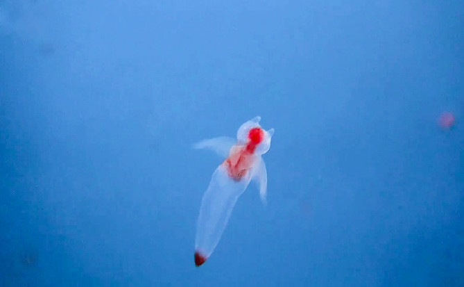 北海道 おすすめ水族館5選を比較 インスタ映えする水族館や クリオネが見られる水族館も