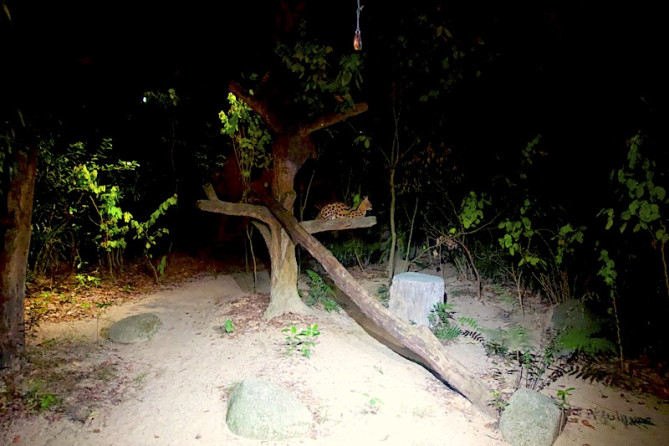 レオパードトレイル