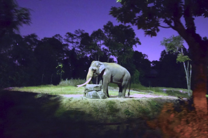 大迫力のゾウ