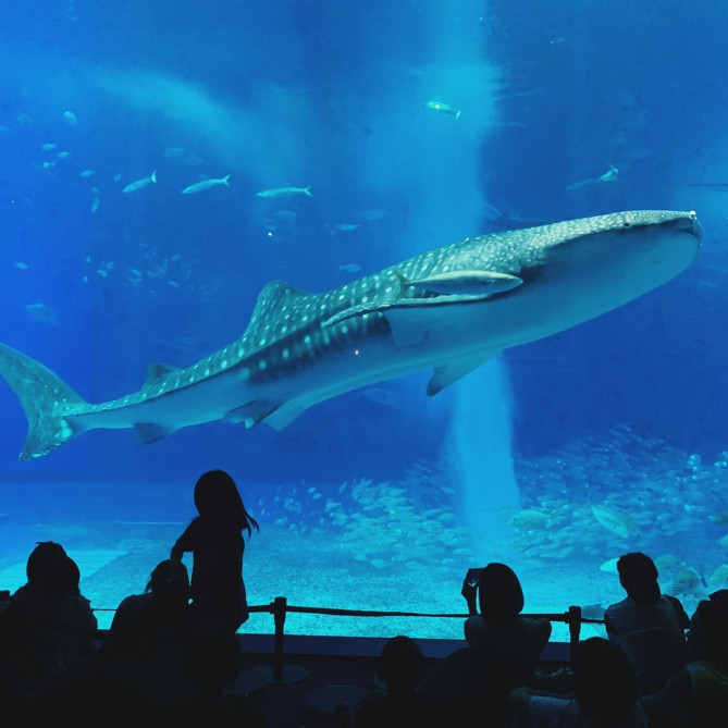 美ら海水族館