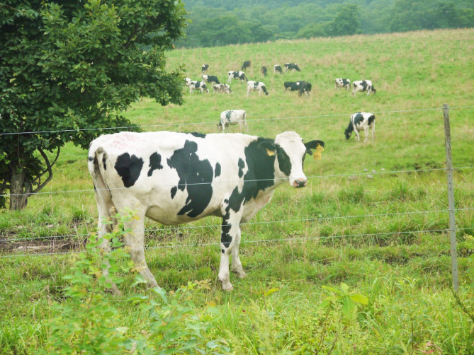 ナイタイ高原牧場