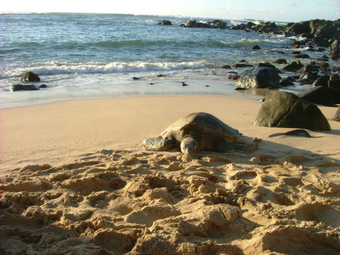間近でウミガメの甲羅干しが見れる貴重なアリイ・ビーチ