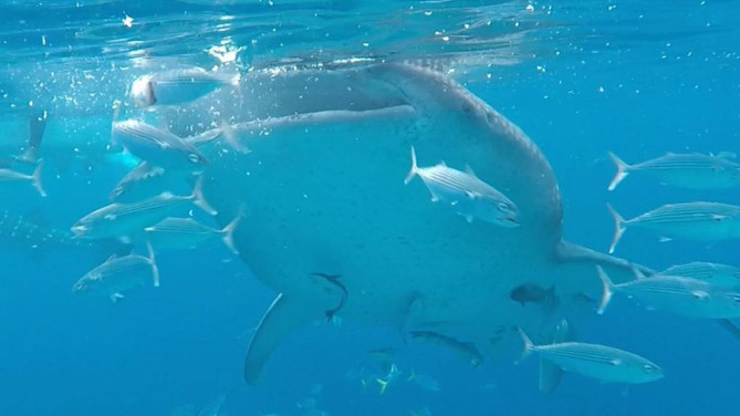 ジンベイザメ