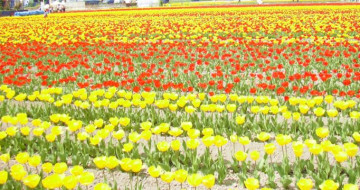 【北海道】観光におすすめの花畑13選！ラベンダー、ひまわり、バラが咲く英国ガーデンも