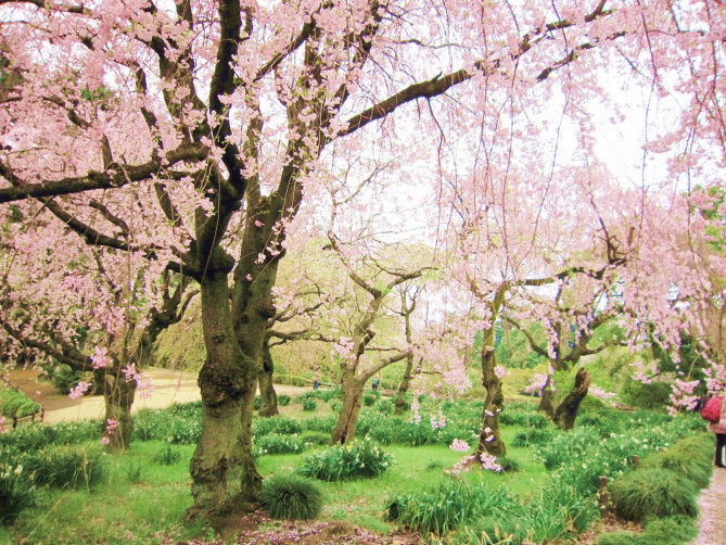 五稜郭公園の桜
