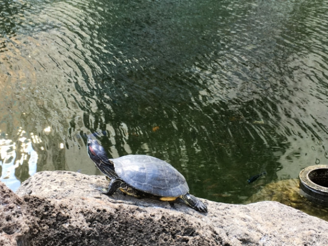 アカミミガメ