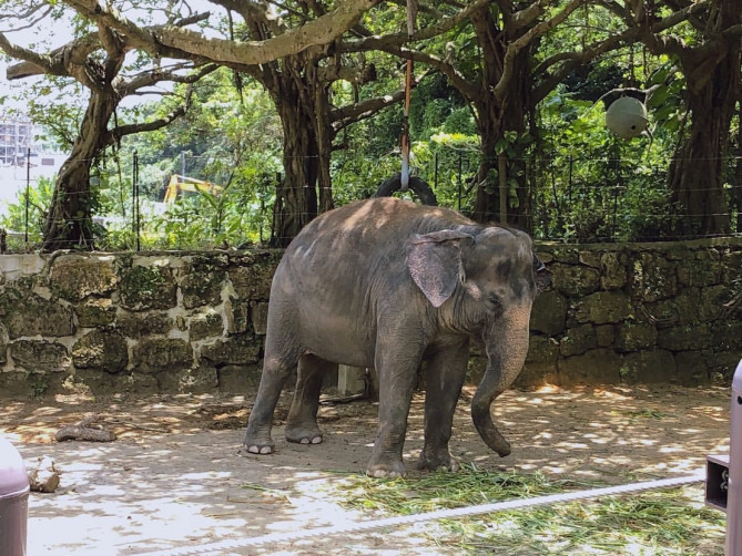 ぞうさんへのエサやり体験はこどもが大興奮