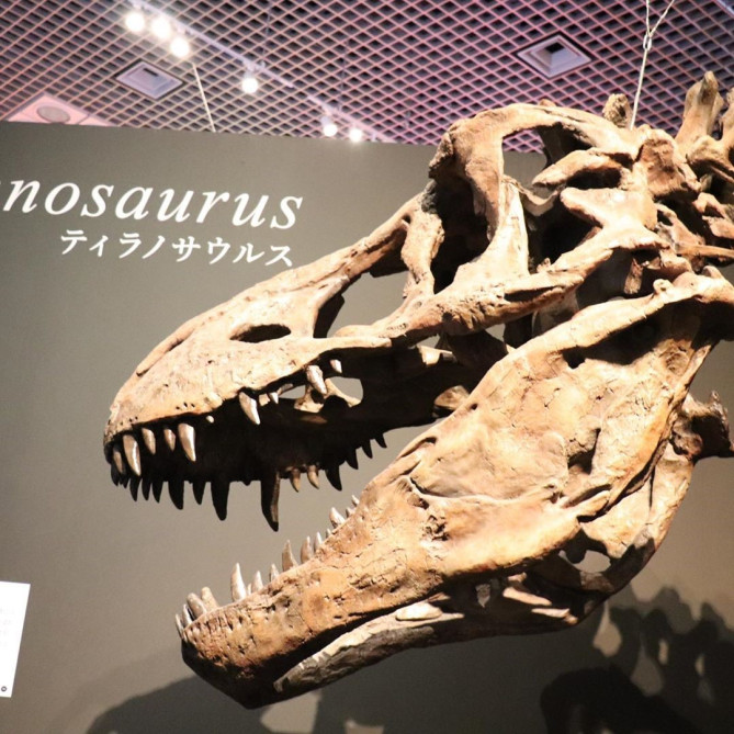 国立科学博物館