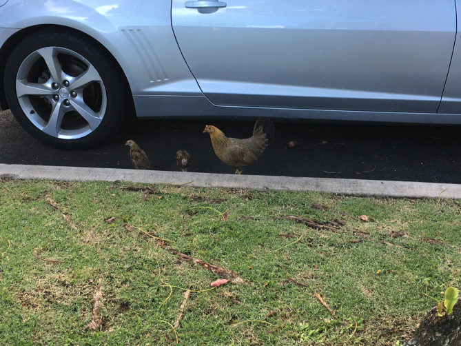 カイルア店の駐車場にいた野生のニワトリ