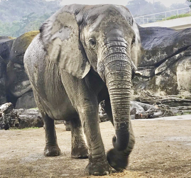 アフリカゾウ