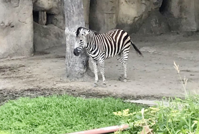 シマウマ