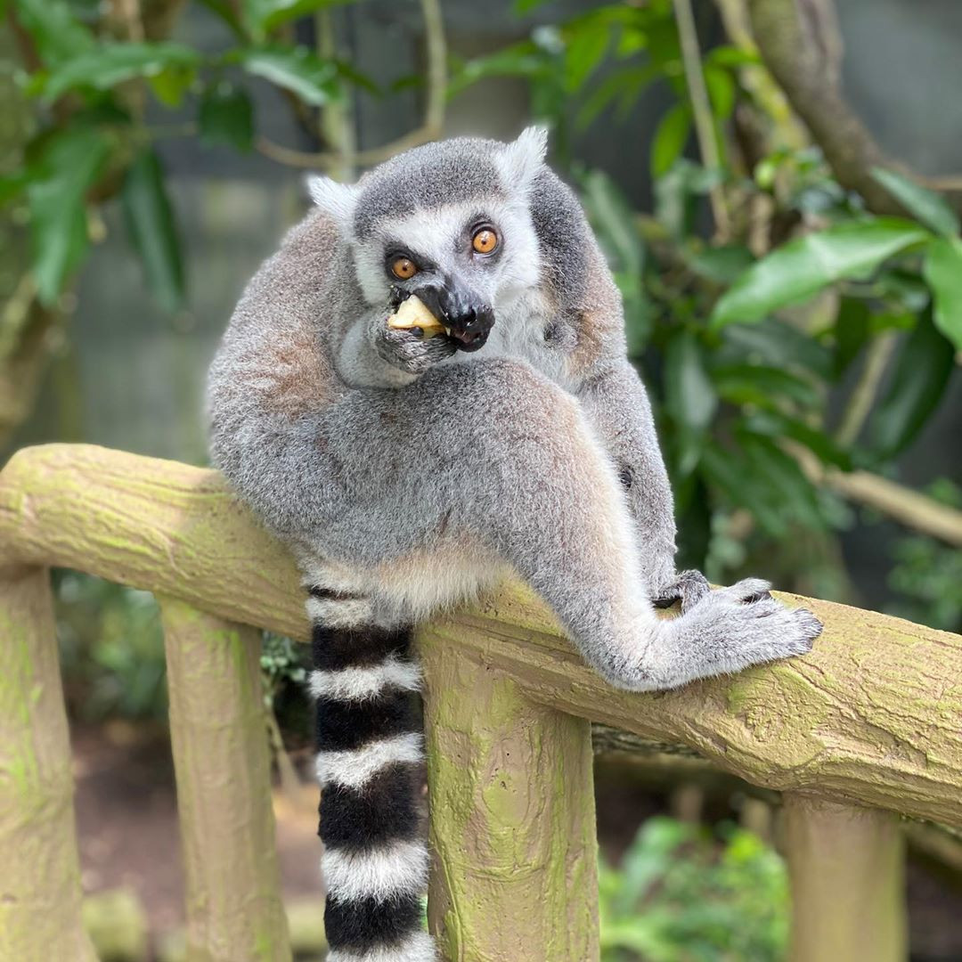 食事中の動物も近い距離で観察できる ミルミ Mirumi お出かけ 旅行メディア