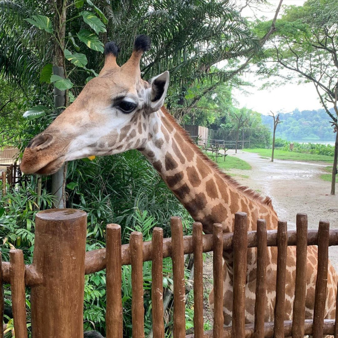 キリンに餌やり