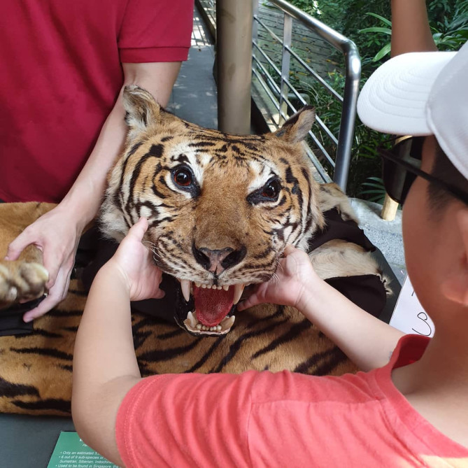 猛獣ともふれあえる