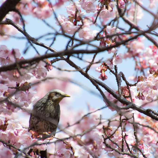 新宿御苑の営業時間