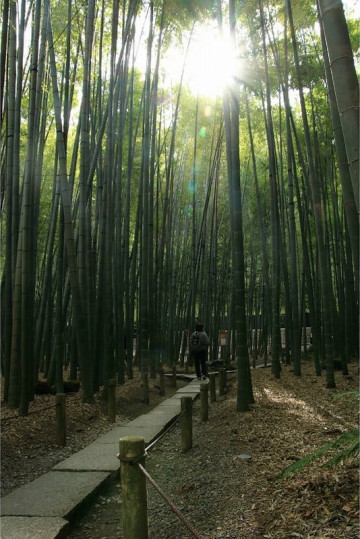 【鎌倉】竹林が美しい報国寺の魅力を紹介！歴史、見どころ、アクセス、拝観方法まとめ