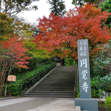 【鎌倉】円覚寺の見どころを紹介！関東最大の鐘や迫力満点の白龍図を見に行こう！
