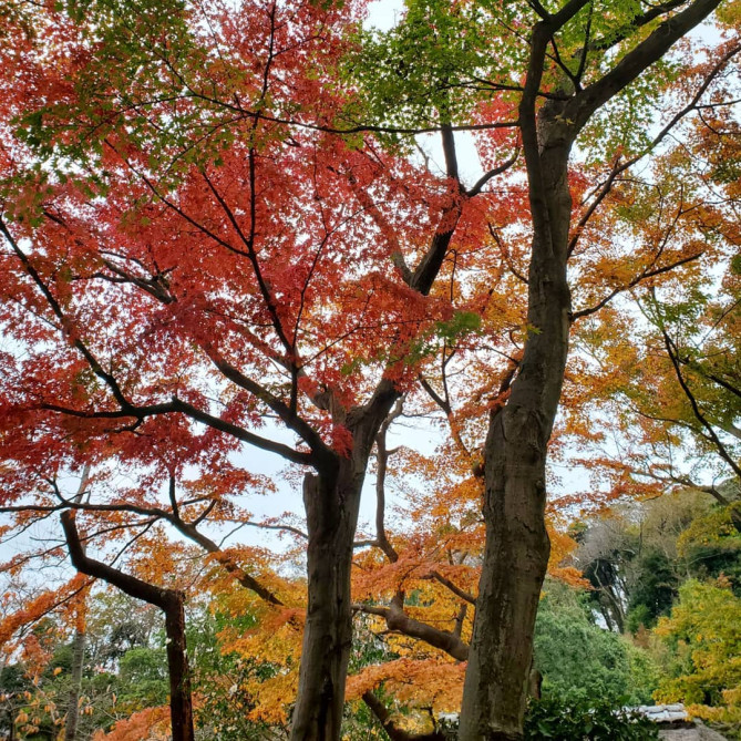 鎌倉 円覚寺の見どころを紹介 関東最大の鐘や迫力満点の白龍図を見に行こう