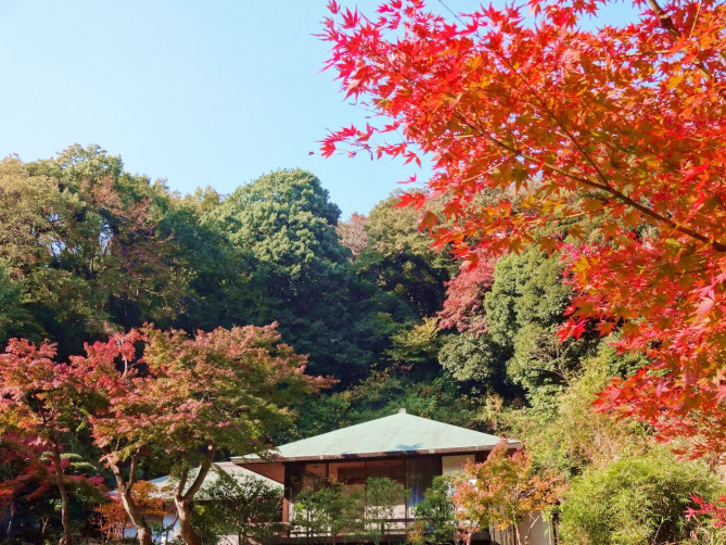 鎌倉 明月院の見どころを紹介 あじさい 紅葉の時期は 甘味処 庭園 アクセスなど