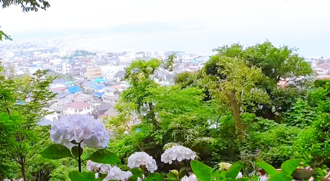 長谷寺のあじさい