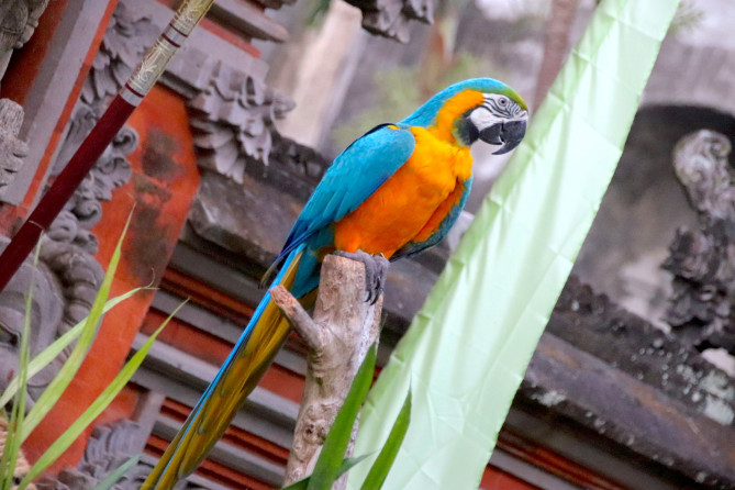 カラフルな鳥(バリ島のナイトサファリ)