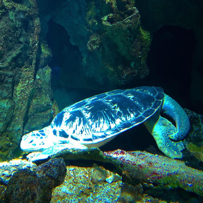 アンダーウォーターワールド